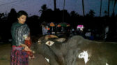 Rishikesh-Freindly bull